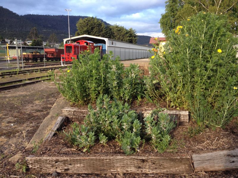 File:Broad beans at New Norfolk Station IMG 0797.jpg